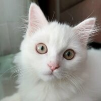 Рома Николаев